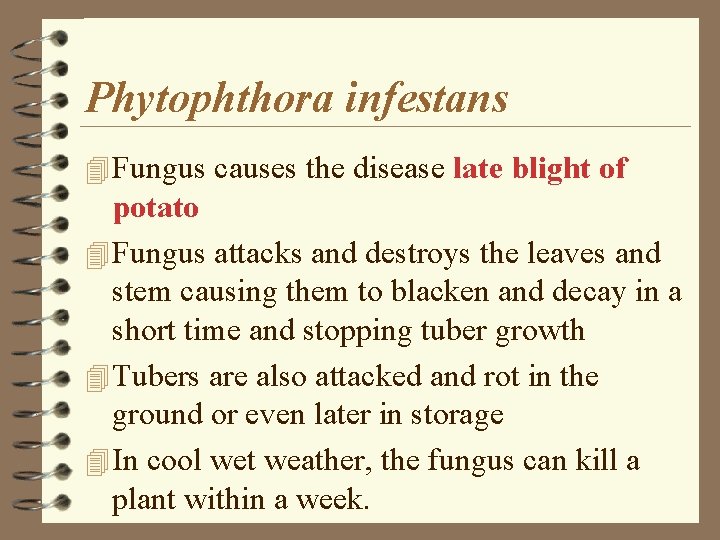 Phytophthora infestans 4 Fungus causes the disease late blight of potato 4 Fungus attacks