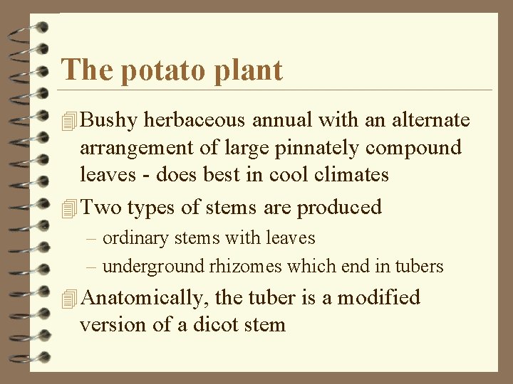 The potato plant 4 Bushy herbaceous annual with an alternate arrangement of large pinnately