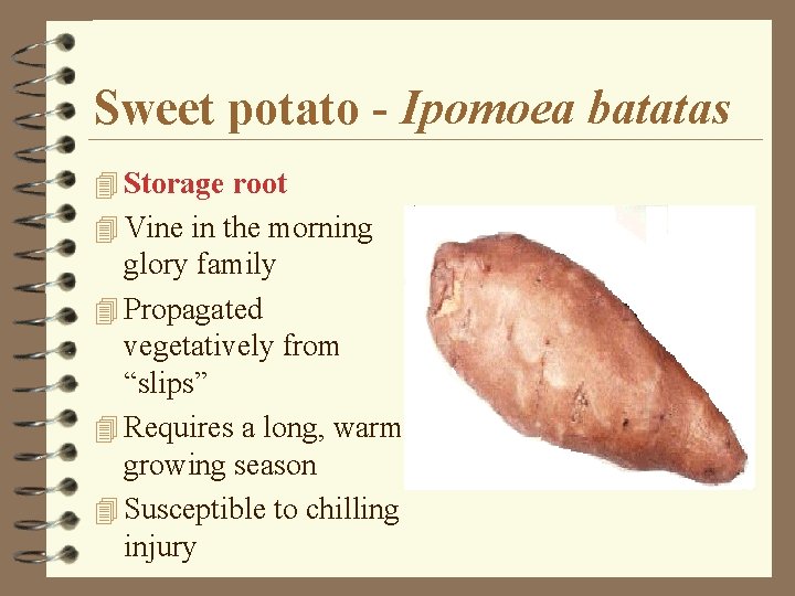 Sweet potato - Ipomoea batatas 4 Storage root 4 Vine in the morning glory