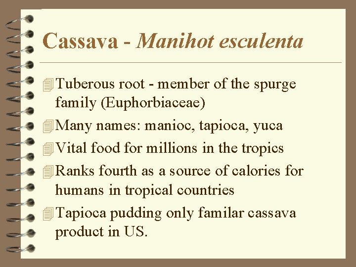 Cassava - Manihot esculenta 4 Tuberous root - member of the spurge family (Euphorbiaceae)