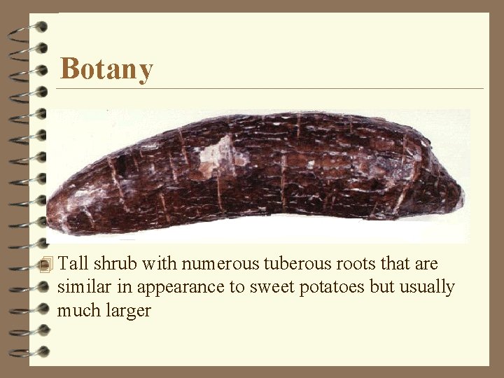 Botany 4 Tall shrub with numerous tuberous roots that are similar in appearance to