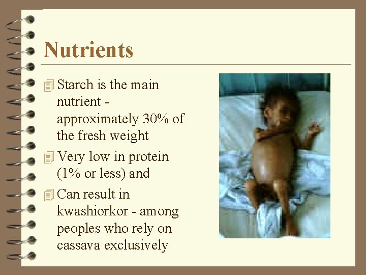 Nutrients 4 Starch is the main nutrient approximately 30% of the fresh weight 4