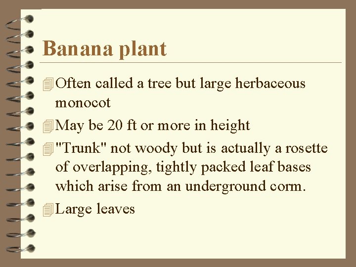 Banana plant 4 Often called a tree but large herbaceous monocot 4 May be