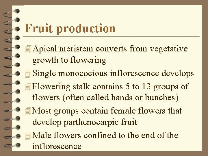 Fruit production 4 Apical meristem converts from vegetative growth to flowering 4 Single monoeocious
