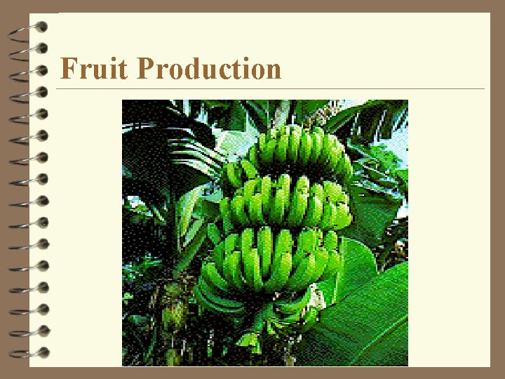 Fruit Production 