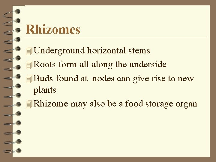 Rhizomes 4 Underground horizontal stems 4 Roots form all along the underside 4 Buds