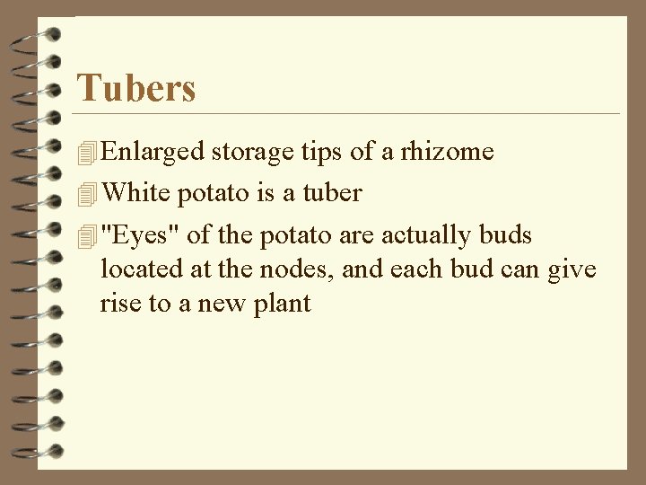 Tubers 4 Enlarged storage tips of a rhizome 4 White potato is a tuber