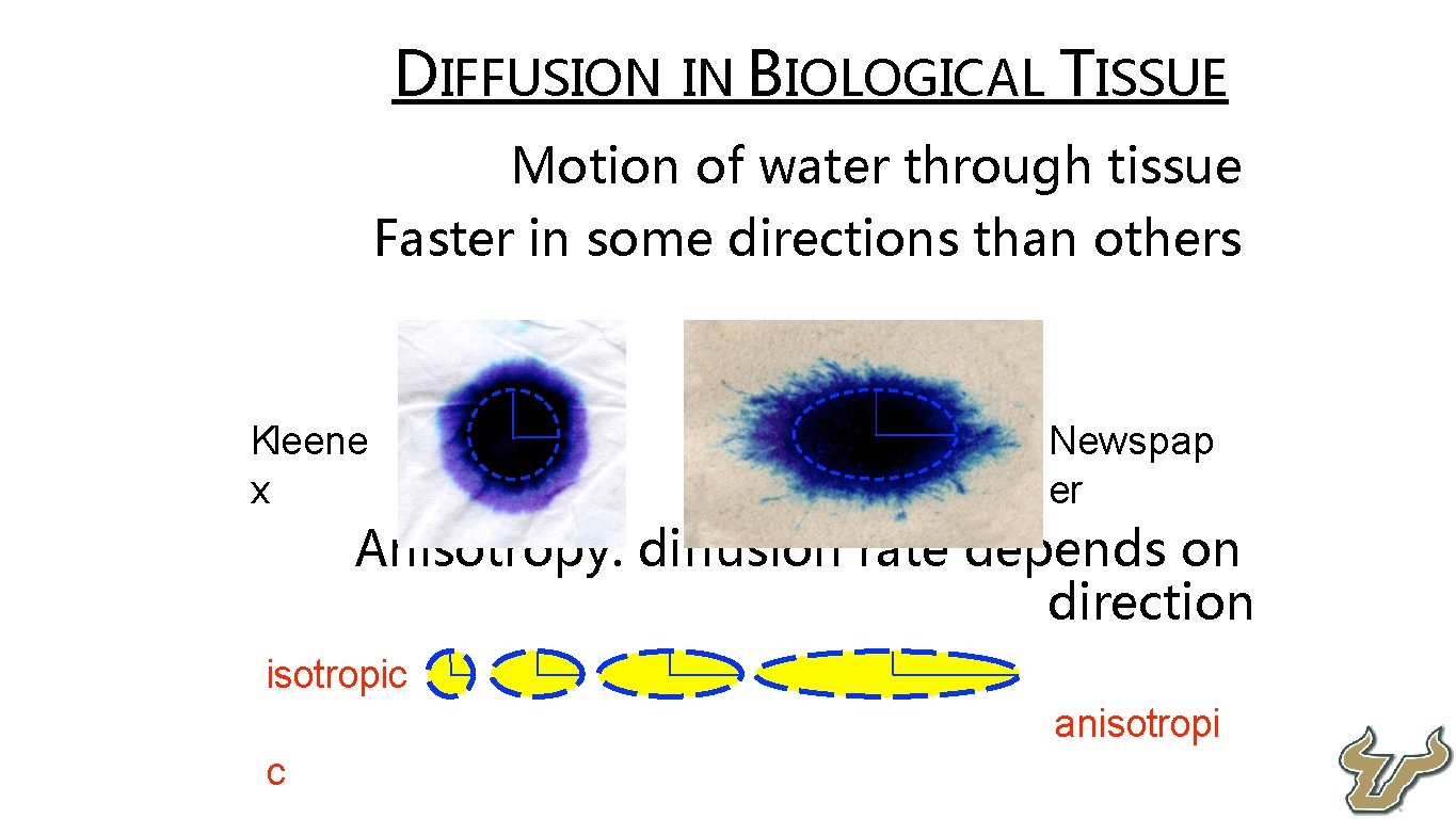  • DIFFUSION IN BIOLOGICAL TISSUE Motion of water through tissue Faster in some