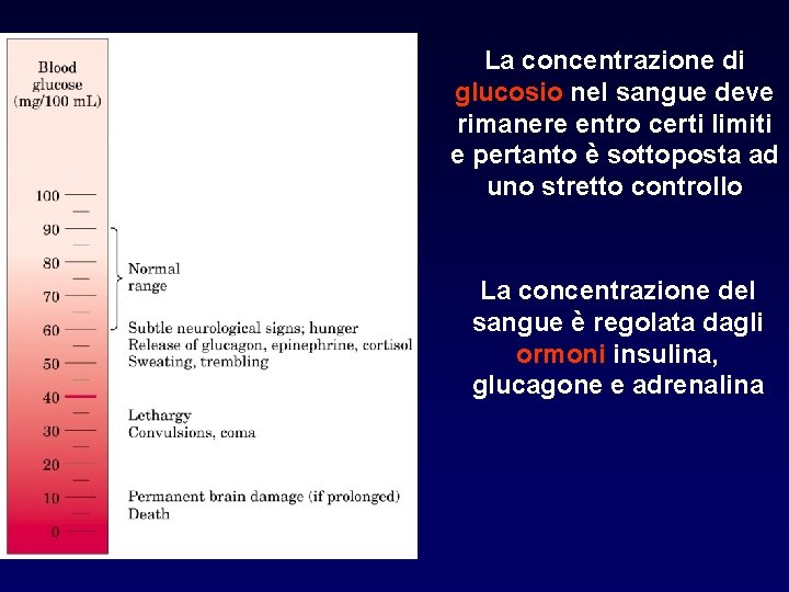 La concentrazione di glucosio nel sangue deve rimanere entro certi limiti e pertanto è