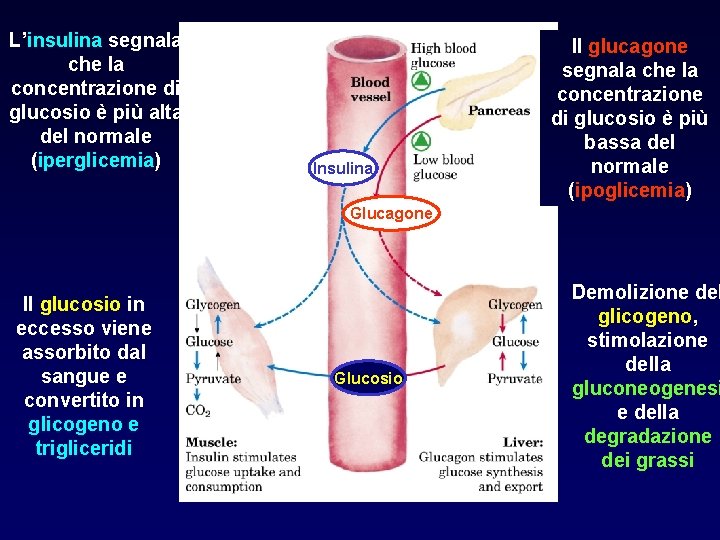 L’insulina segnala che la concentrazione di glucosio è più alta del normale (iperglicemia) Insulina