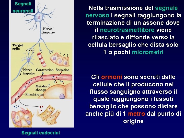 Segnali neuronali Nella trasmissione del segnale nervoso i segnali raggiungono la terminazione di un