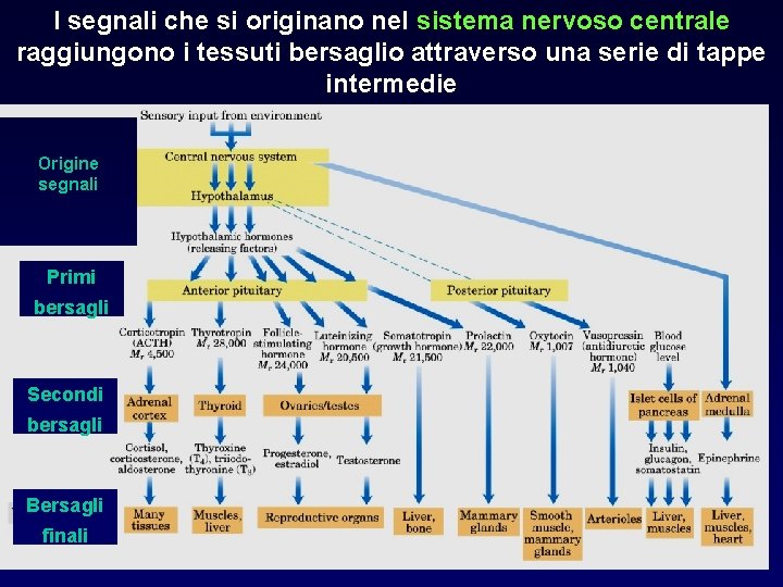 I segnali che si originano nel sistema nervoso centrale raggiungono i tessuti bersaglio attraverso