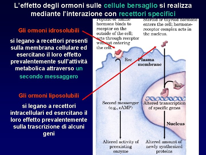 L’effetto degli ormoni sulle cellule bersaglio si realizza mediante l’interazione con recettori specifici Gli