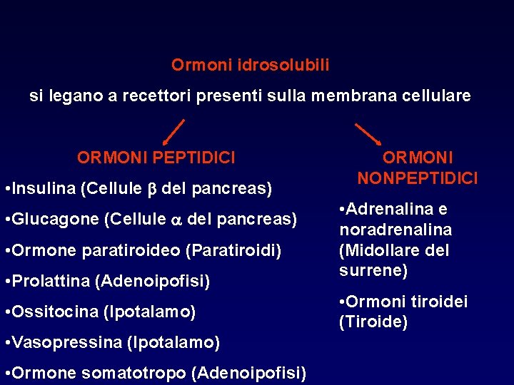 Ormoni idrosolubili si legano a recettori presenti sulla membrana cellulare ORMONI PEPTIDICI • Insulina