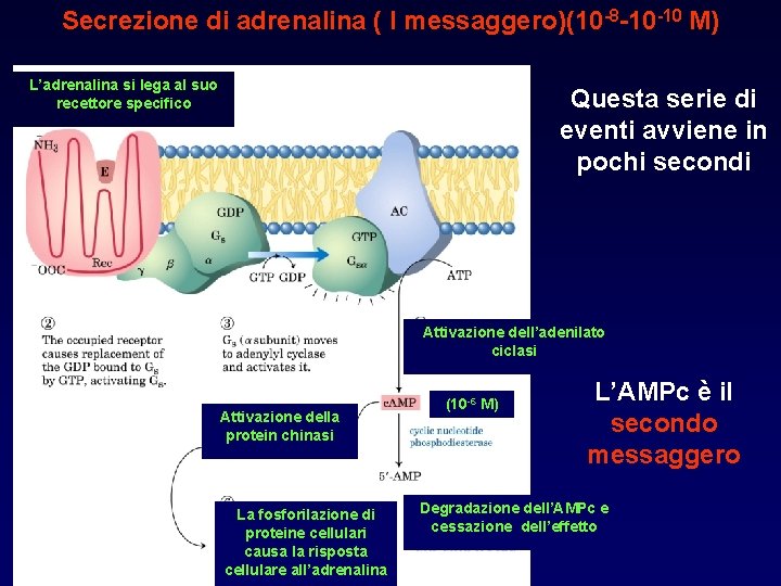 Secrezione di adrenalina ( I messaggero)(10 -8 -10 -10 M) L’adrenalina si lega al