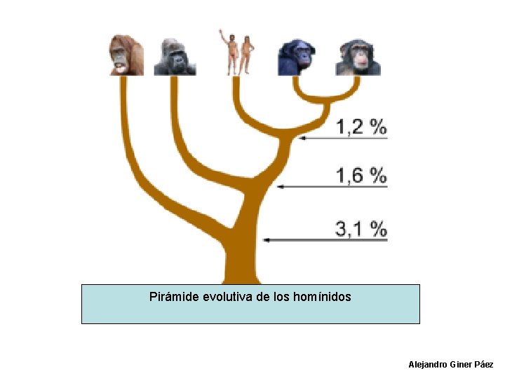 Pirámide evolutiva de los homínidos Alejandro Giner Páez 