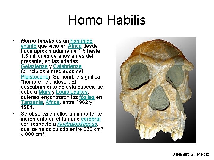 Homo Habilis • • Homo habilis es un homínido extinto que vivió en África