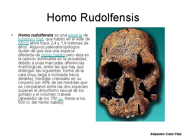 Homo Rudolfensis • Homo rudolfensis es una especie de hominino fósil, que habitó en