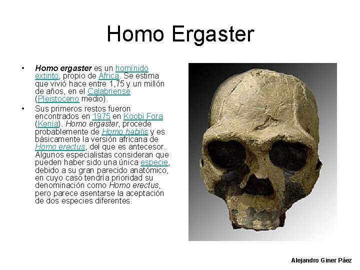 Homo Ergaster • • Homo ergaster es un homínido extinto, propio de África. Se