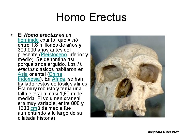 Homo Erectus • El Homo erectus es un homínido extinto, que vivió entre 1,