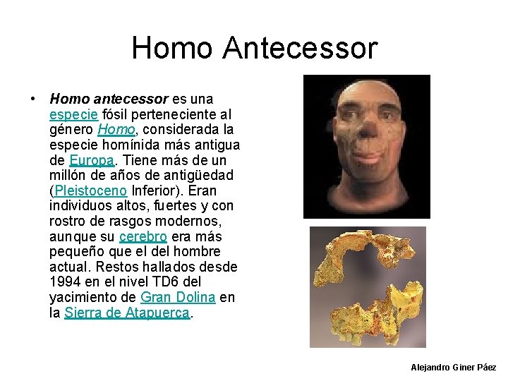 Homo Antecessor • Homo antecessor es una especie fósil perteneciente al género Homo, considerada