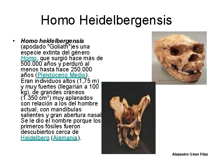 Homo Heidelbergensis • Homo heidelbergensis (apodado "Goliath")es una especie extinta del género Homo, que