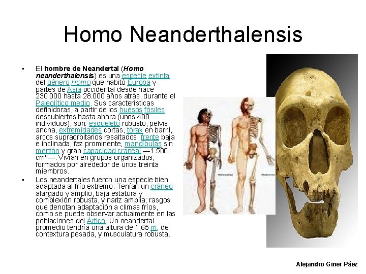 Homo Neanderthalensis • • El hombre de Neandertal (Homo neanderthalensis) es una especie extinta