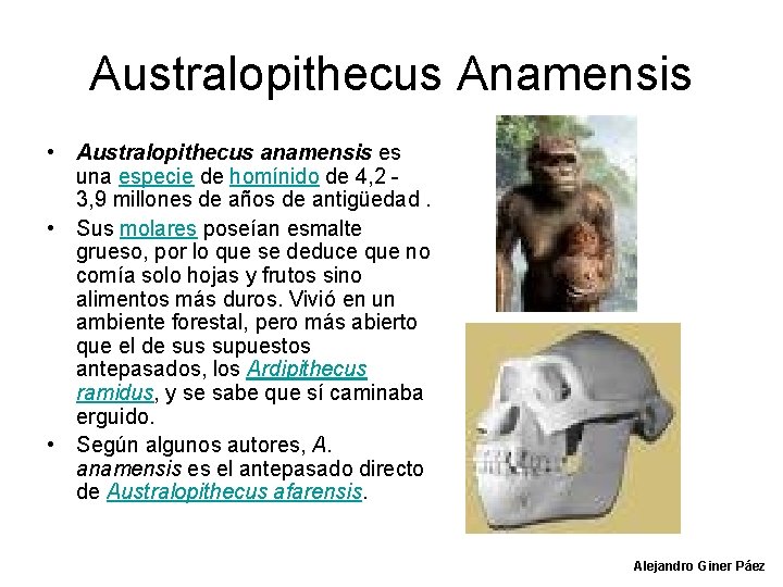 Australopithecus Anamensis • Australopithecus anamensis es una especie de homínido de 4, 2 -