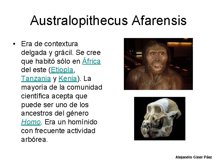 Australopithecus Afarensis • Era de contextura delgada y grácil. Se cree que habitó sólo