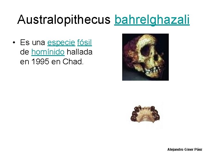 Australopithecus bahrelghazali • Es una especie fósil de homínido hallada en 1995 en Chad.