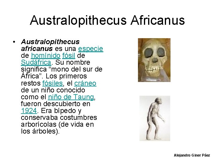 Australopithecus Africanus • Australopithecus africanus es una especie de homínido fósil de Sudáfrica. Su