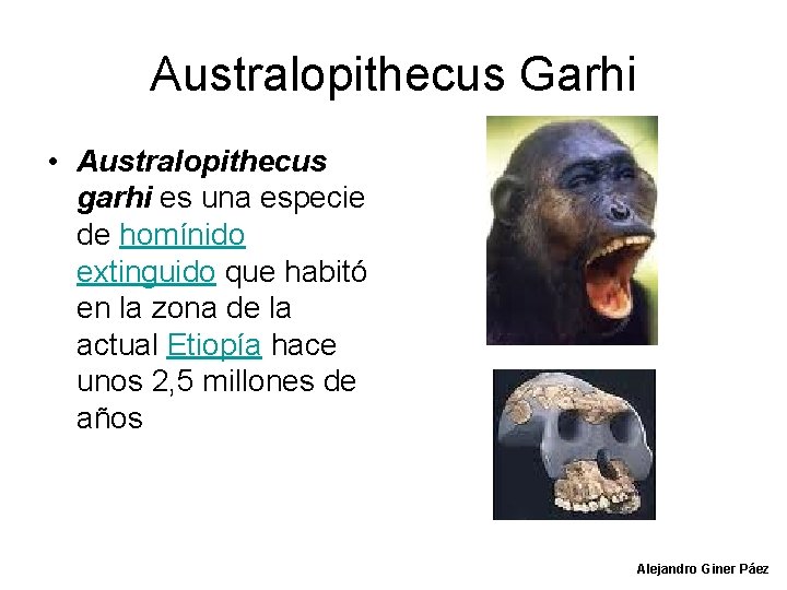 Australopithecus Garhi • Australopithecus garhi es una especie de homínido extinguido que habitó en