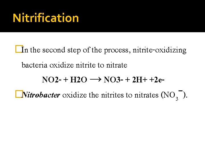Nitrification �In the second step of the process, nitrite-oxidizing bacteria oxidize nitrite to nitrate