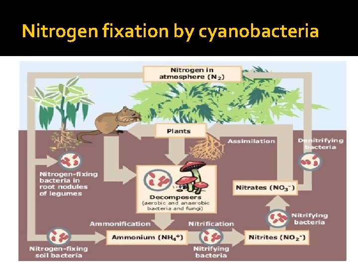 Nitrogen fixation by cyanobacteria 