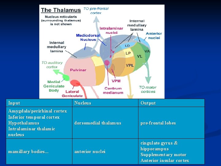 Input Nucleus Output Amygdala/perirhinal cortex Inferior temporal cortex Hypothalamus Intralaminar thalamic nucleus dorsomedial thalamus