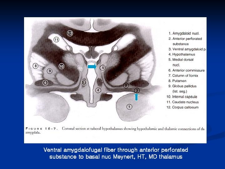 Ventral amygdalofugal fiber through anterior perforated substance to basal nuc Meynert, HT, MD thalamus