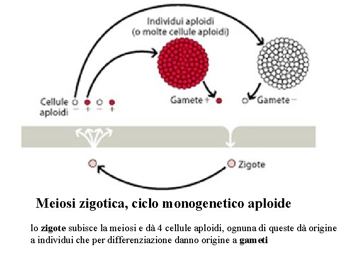 Meiosi zigotica, ciclo monogenetico aploide lo zigote subisce la meiosi e dà 4 cellule