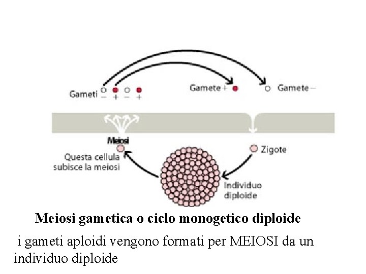 Meiosi gametica o ciclo monogetico diploide i gameti aploidi vengono formati per MEIOSI da