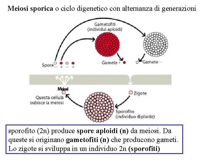 Meiosi sporica o ciclo digenetico con alternanza di generazioni sporofito (2 n) produce spore