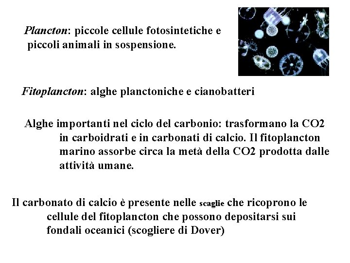 Plancton: piccole cellule fotosintetiche e piccoli animali in sospensione. Fitoplancton: alghe planctoniche e cianobatteri