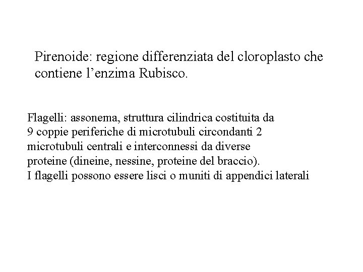 Pirenoide: regione differenziata del cloroplasto che contiene l’enzima Rubisco. Flagelli: assonema, struttura cilindrica costituita