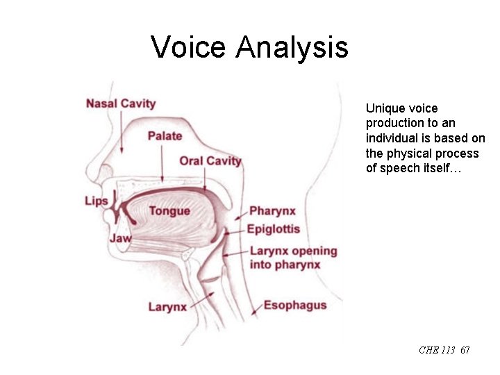 Voice Analysis Unique voice production to an individual is based on the physical process