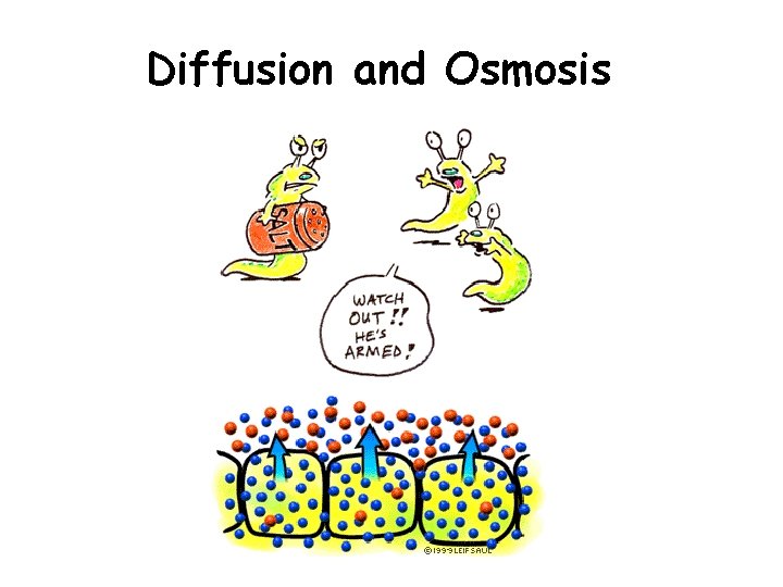 Diffusion and Osmosis Diffusion and Osmosis