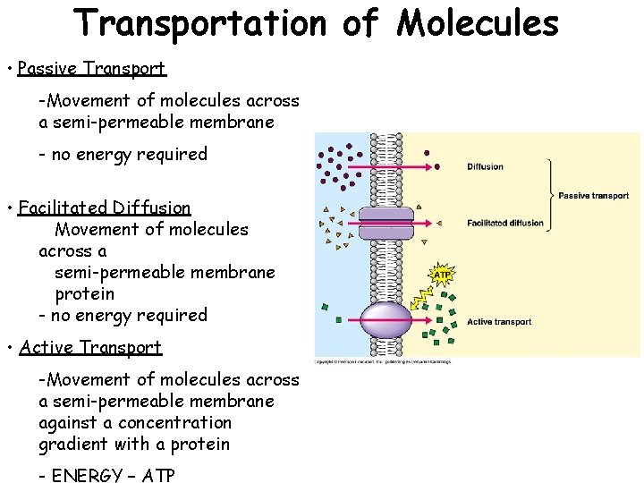 Transportation of Molecules • Passive Transport -Movement of molecules across a semi-permeable membrane - Transportation of Molecules • Passive Transport -Movement of molecules across a semi-permeable membrane -