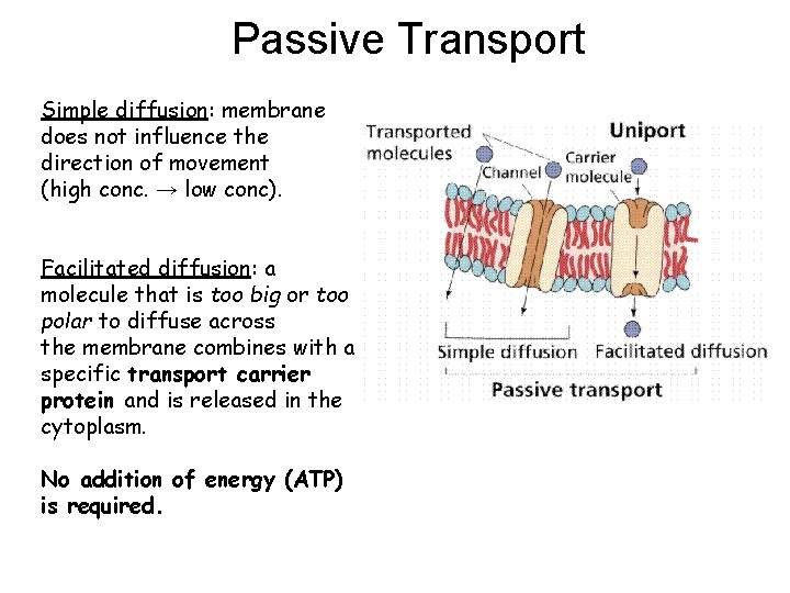 Passive Transport Simple diffusion: membrane does not influence the direction of movement (high conc. Passive Transport Simple diffusion: membrane does not influence the direction of movement (high conc.