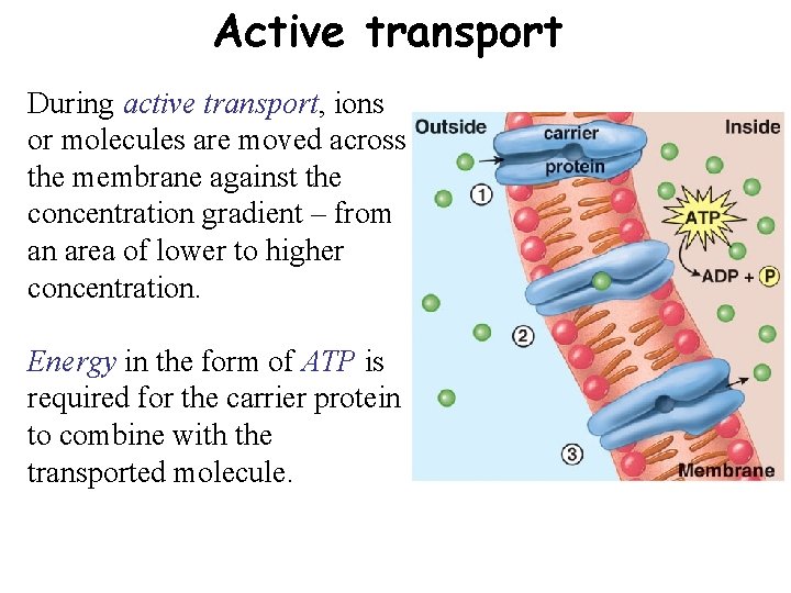 Active transport During active transport, ions or molecules are moved across the membrane against Active transport During active transport, ions or molecules are moved across the membrane against