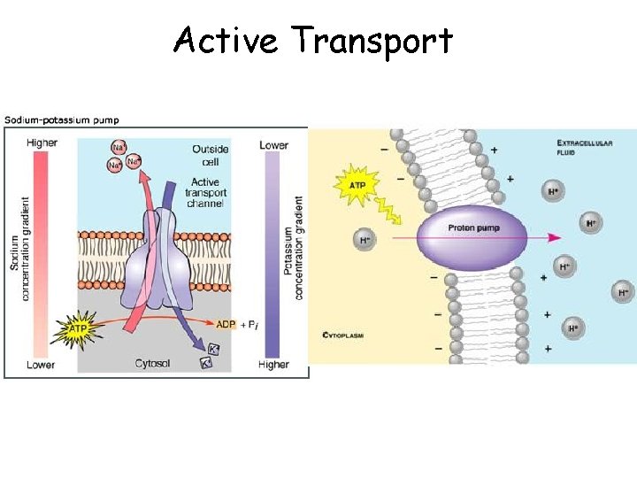 Active Transport Active Transport
