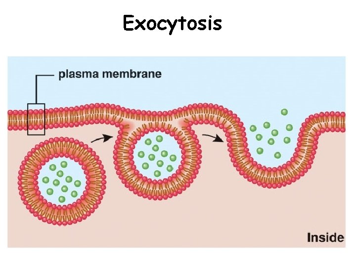 Exocytosis Exocytosis