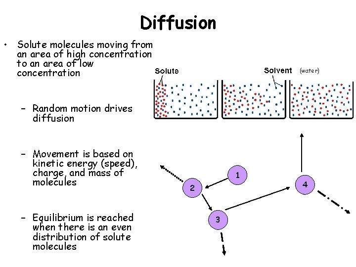 Diffusion • Solute molecules moving from an area of high concentration to an area Diffusion • Solute molecules moving from an area of high concentration to an area