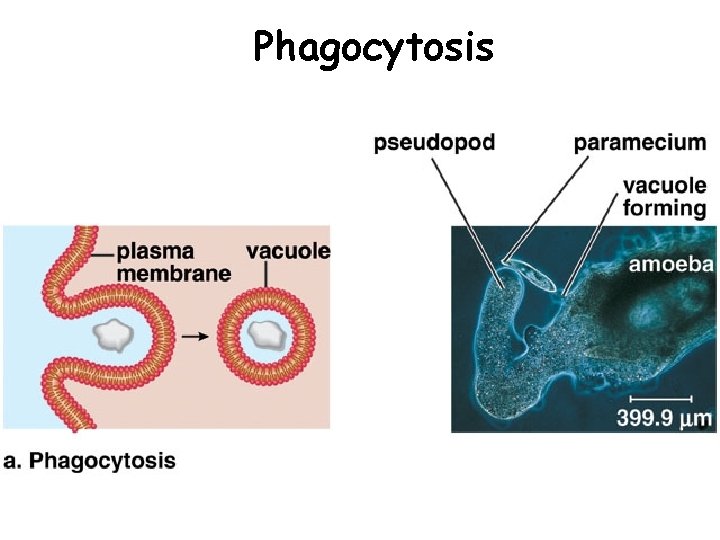 Phagocytosis Phagocytosis